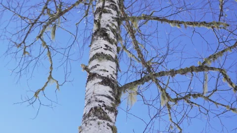 Birch rises under winter sky with delicate branching lines Видео 322042244