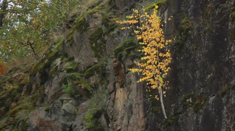 Birch on Rock 1 Stock Footage 31093724