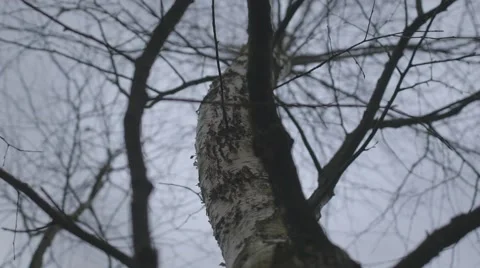 BIRCH ROTATING. DOLLY, SLOW MOTION Stock Footage 68906814