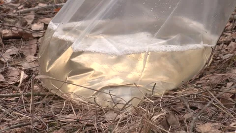 Birch sap is collected in a plastic bag. Video stock 242286871