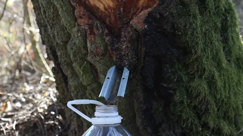 Birch sap dripping in a plastic bottle, birch covered with moss Stock Footage 130828882