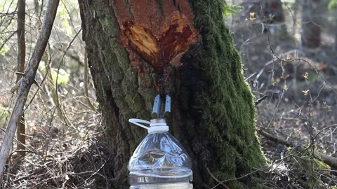 Birch sap dripping in a plastic bottle Stock Footage 130828893