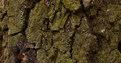 Birch Sap Dripping from Tree in Springtime Forest Stock Footage 307871925