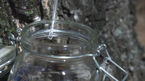 Birch sap drips into the jar. Close up. Stock Footage 161977603