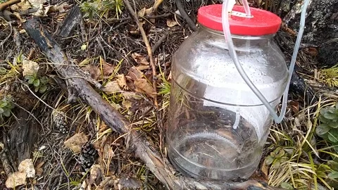 Birch sap drips into a jar through a dropper Stock Footage 153647060