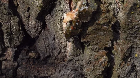 Birch SAP. Drops of birch juice in the spring sun Stock Footage 89970965