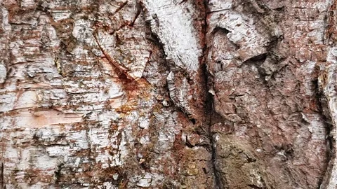 Birch sap drops Stock Footage 130280339