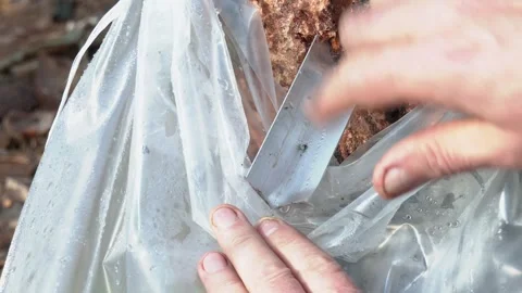 Birch sap flow to polyethylene bag. Collecting sap, rural tradition Stock Footage 274901480