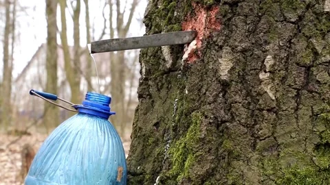 Birch sap flowing Stock Footage 89194893