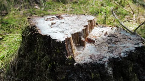 Birch sap flowing in the spring on the stump of a birch tree cut down in winter Stock Footage 258843777