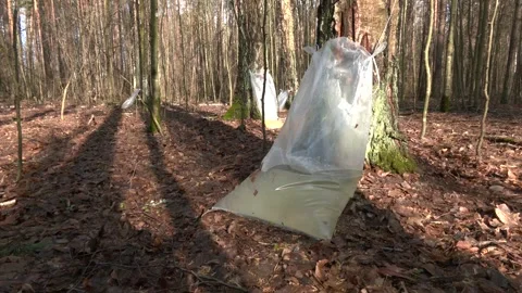 Birch sap flows into a plastic bag. Stock Footage 313443852