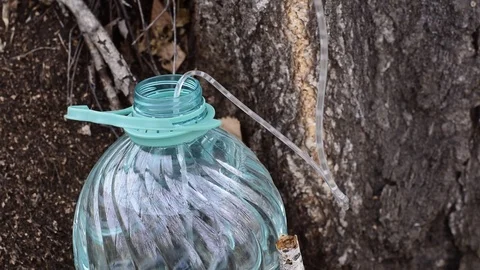 Birch SAP flows into a plastic bottle Stock Footage 88795656