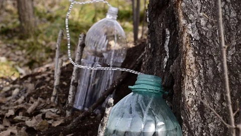 Birch SAP flows through the tubes of the dropper from the tree trunk Stock Footage 88934617