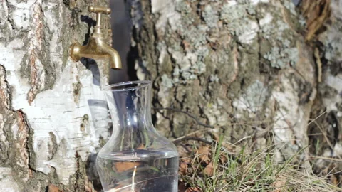 Birch sap Stock Footage 150643798