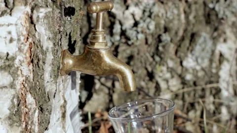 Birch sap Stock Footage 150643902