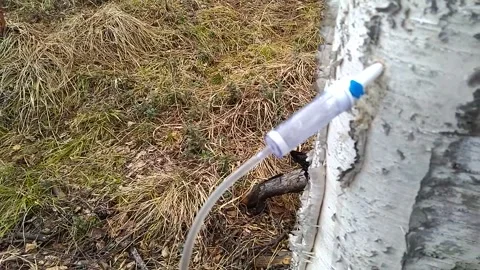 Birch sap through a dropper Stock Footage 153647059