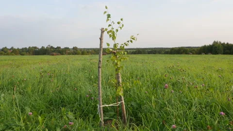 Birch sapling on a green meadow in the early morning Stock-Footage 138714293