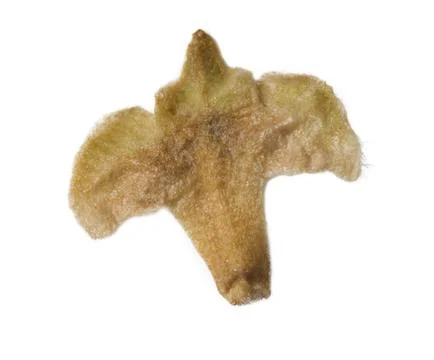 Birch seed Stock Photos
