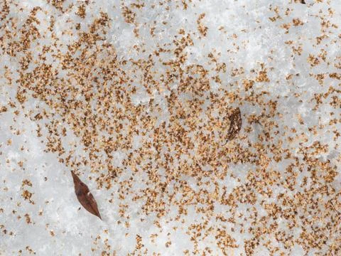 Birch seeds Stock Photos