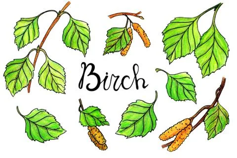 Birch set elements in watercolor style. Leaves, branch, buds イラスト素材