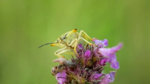 Birch shield bug Elasmostethus interstinctus beetle close-up macro nature insect Stock Footage 340141774