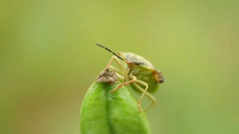 Birch shield bug Elasmostethus interstinctus beetle close-up macro nature insect Stock Footage 340142870
