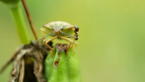 Birch shield bug Elasmostethus interstinctus beetle close-up macro nature insect Stock Footage 340143461