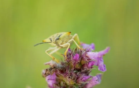 Birch shield bug Elasmostethus interstinctus beetle close-up macro nature Stock Photos