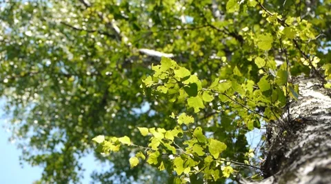 Birch in Siberian forest 2 Stock Footage 7758934