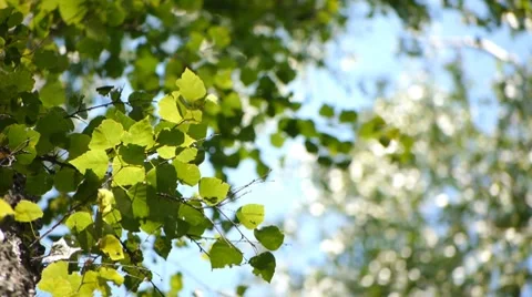 Birch in Siberian forest Stock Footage 7758931