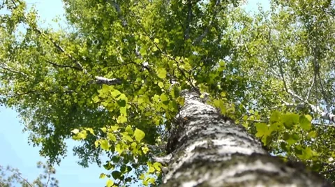 Birch in Siberian forest Stock Footage 7758955