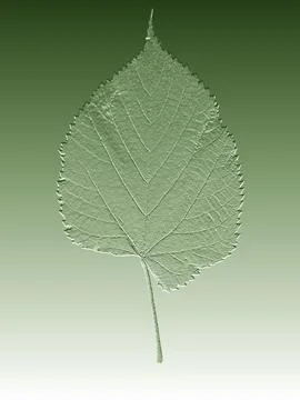 Birch single leaf on a green background close-up Stock Photos