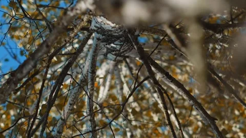 Birch slowly flutters in the wind many birch leaves swirling, fluttering in the Stock Footage 256993091