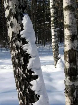 Birch in snow Stock Photos