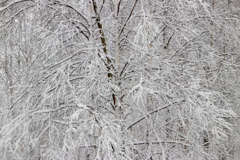 Birch in the snow. Stock Photos