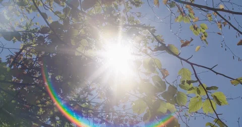 Birch Solar Flare Stock Footage 96775365