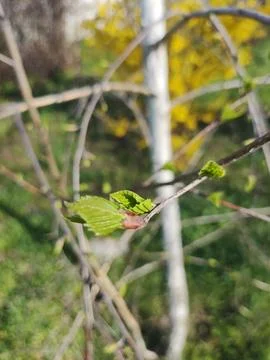 Birch in spring. first birch leaves. first spring leaves on the branches. Stock Photos