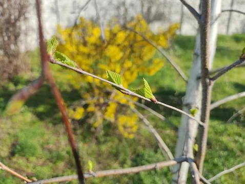 Birch in spring. first birch leaves. first spring leaves on the branches. Stock Photos