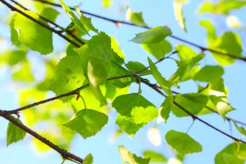 Birch spring foliage 库存照片