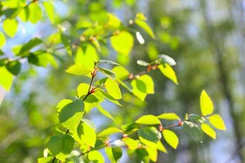 Birch spring foliage Stock Photos