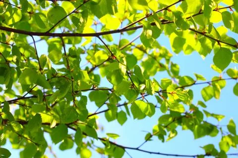 Birch spring foliage Stock-Fotos