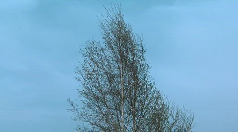 Birch spring. Stock Footage 710856