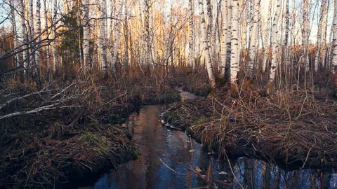 Birch spring forest. 库存影片 106603199