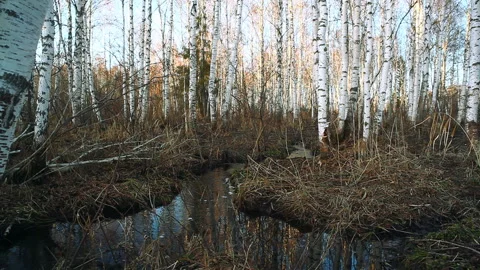 Birch spring forest. 库存影片 106603290
