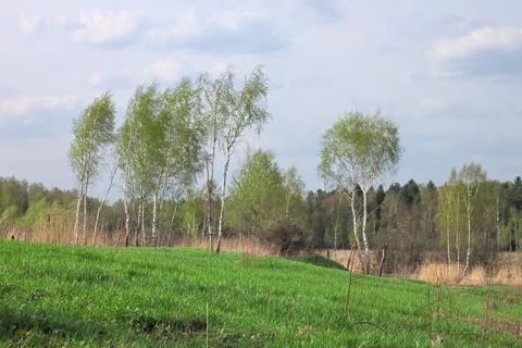 Birch in a spring forest Foto stock