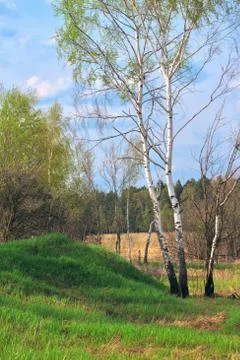Birch in a spring forest Stock Photos