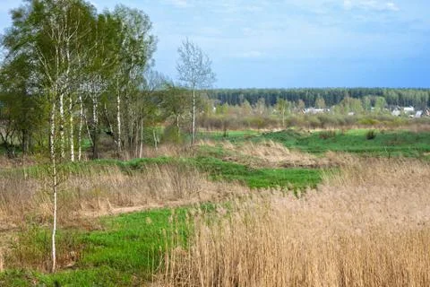Birch in a spring forest Stock Photos