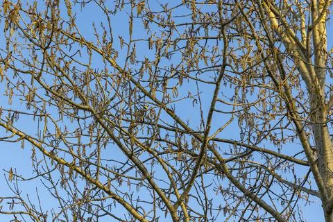 Birch in spring has visit from a parus major bird and a blue sky. Stock Photos