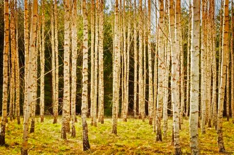 Birch in spring Stock Photos