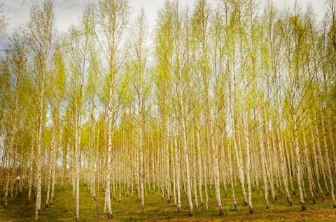 Birch in spring Stock Photos